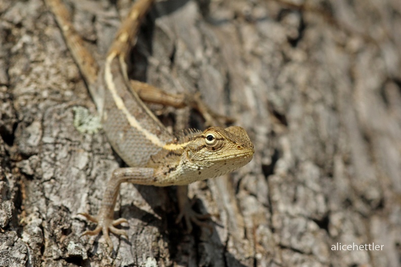 Fan-throated lizard _Sitana ponticeriana_ II.JPG